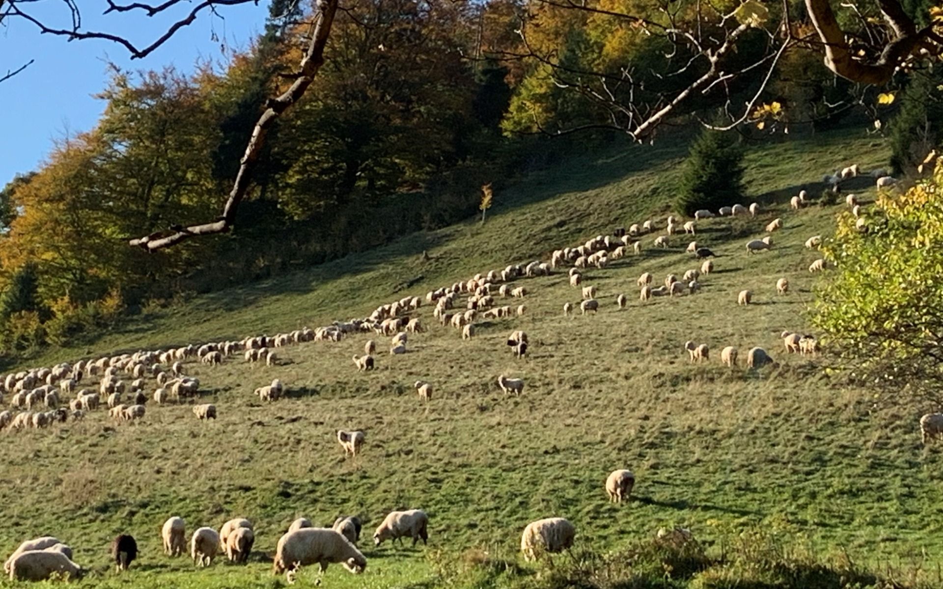 Jagnięcina na wypasie, Poland pod Wysoką