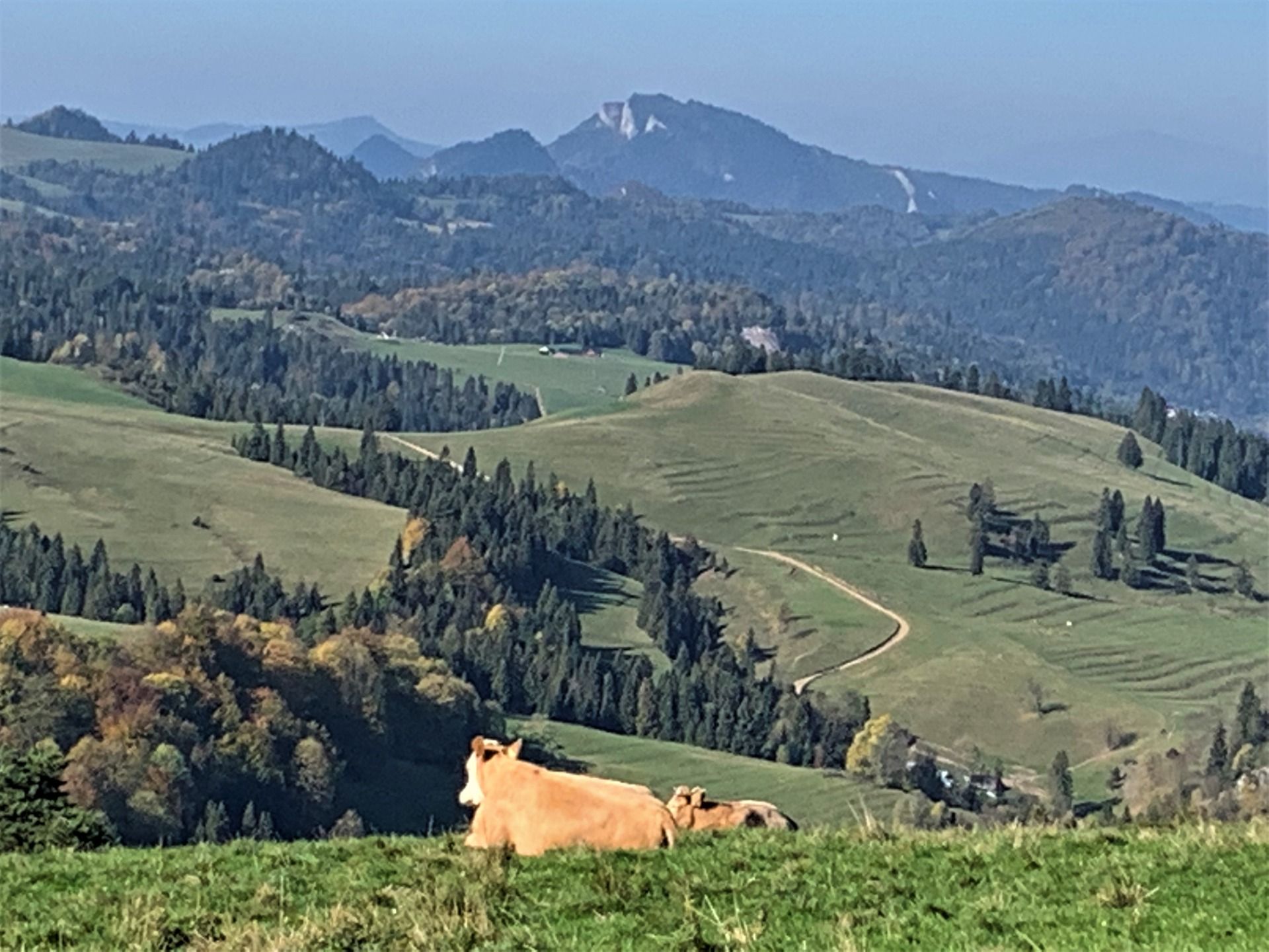 Widok z przeł. Rozdziela. W tle Trzy Korony