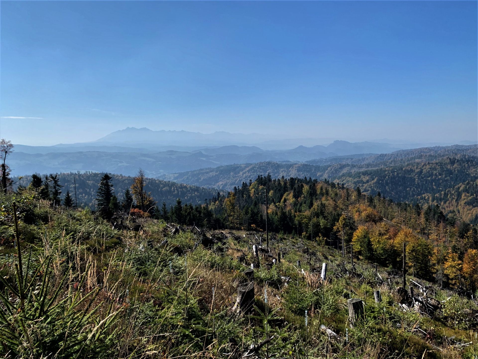 Widok na Tatry, szlak na Radziejową