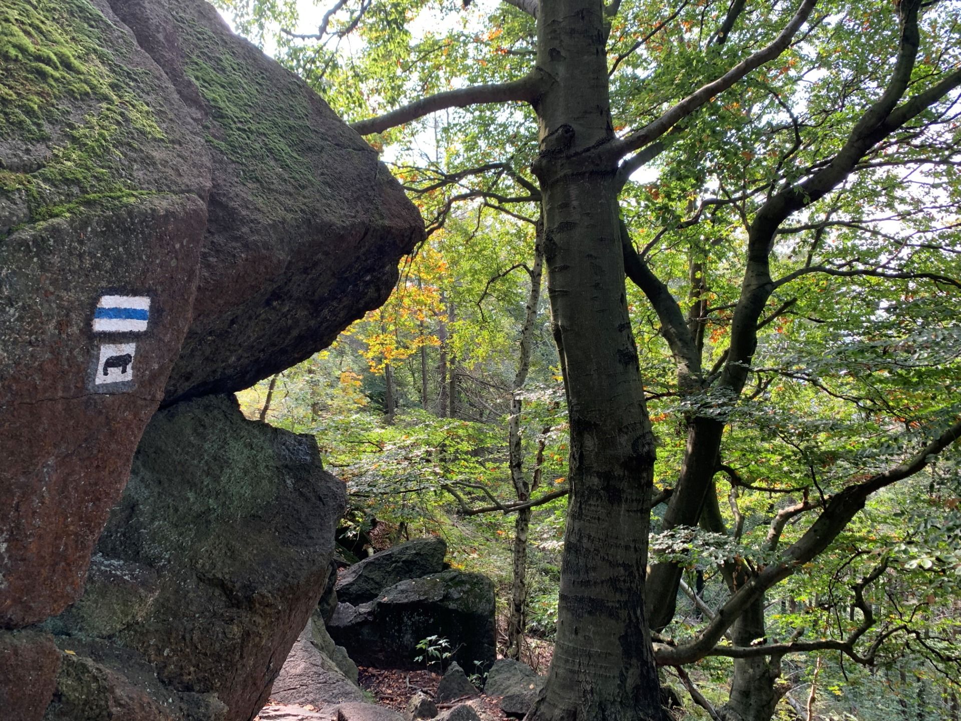 Granitowe skały na niebieskim szlaku na Śleżę