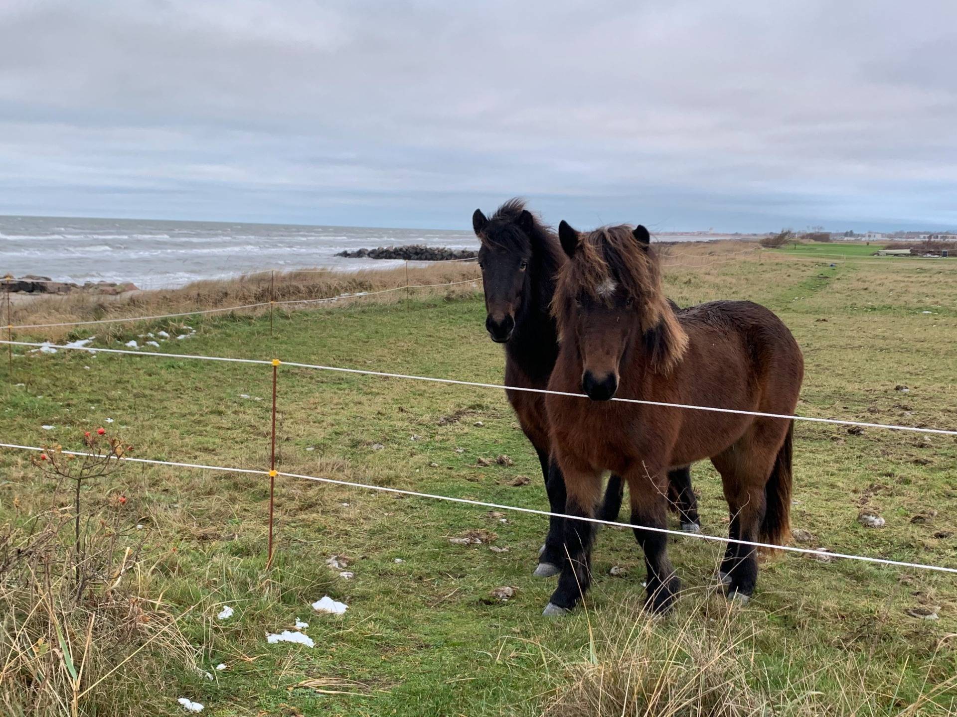 Horses by the sea
