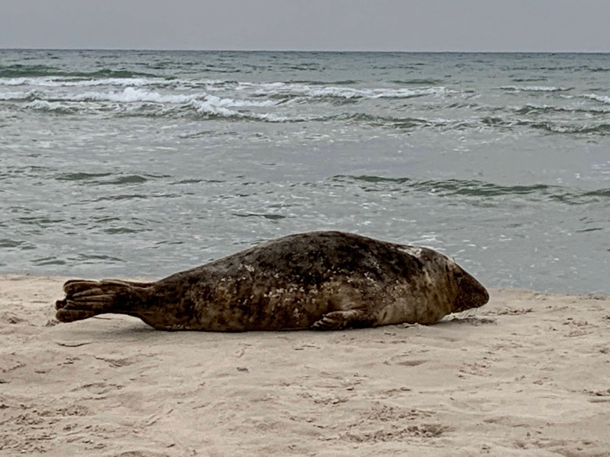 Seal at Grenen