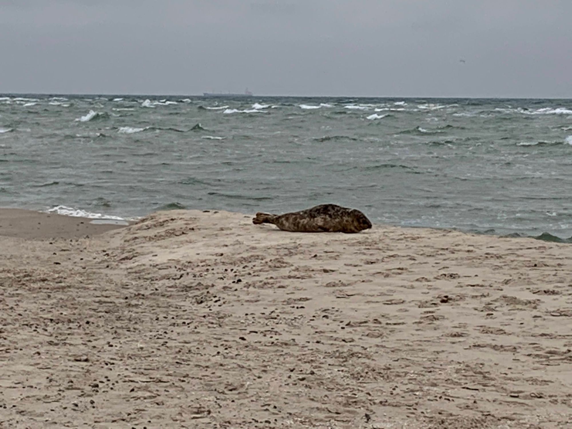 Seal at Grenen