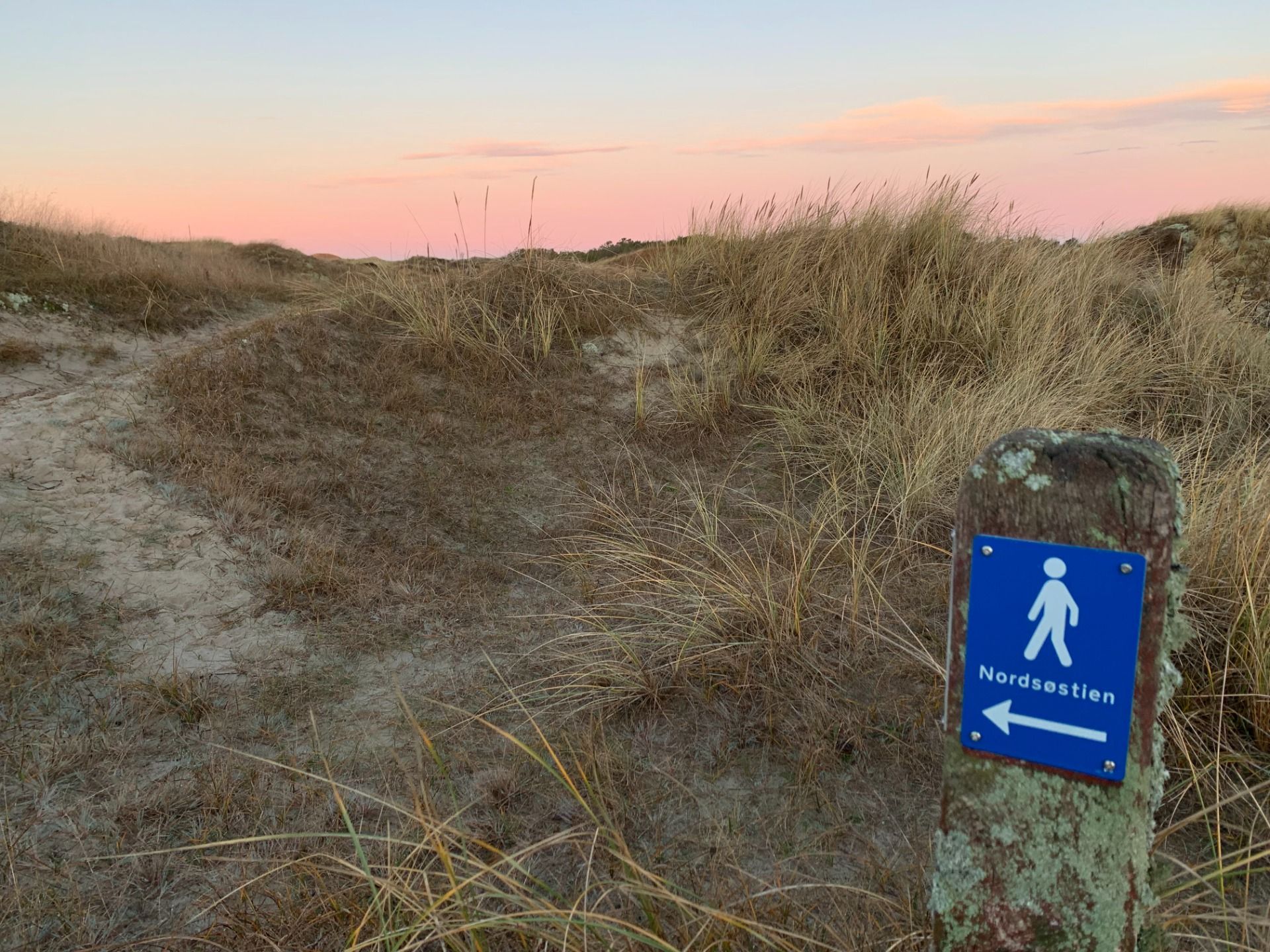 North Sea Trail near Råbjerg Mile