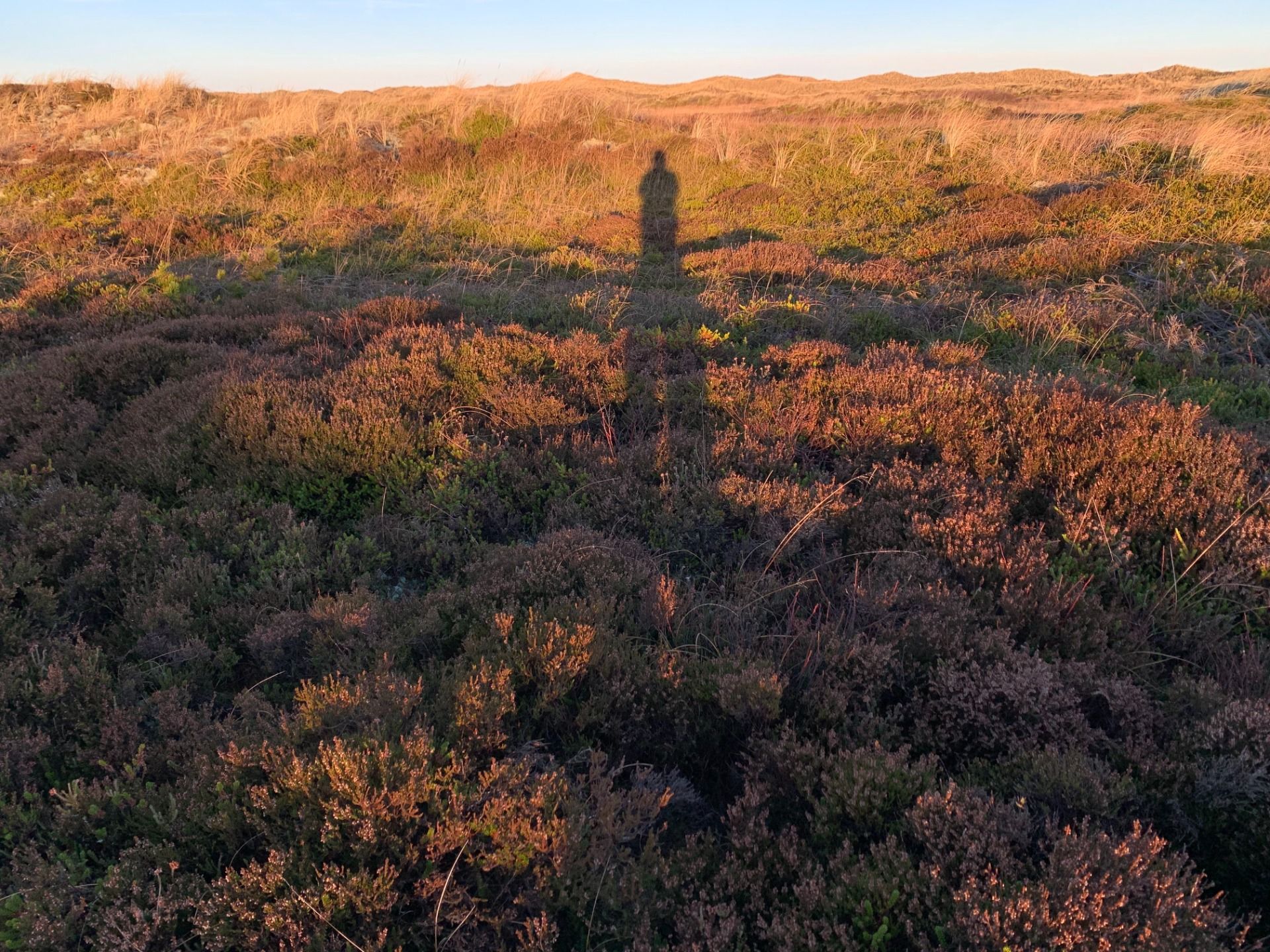 Heath on the northern side of the migrating dunes