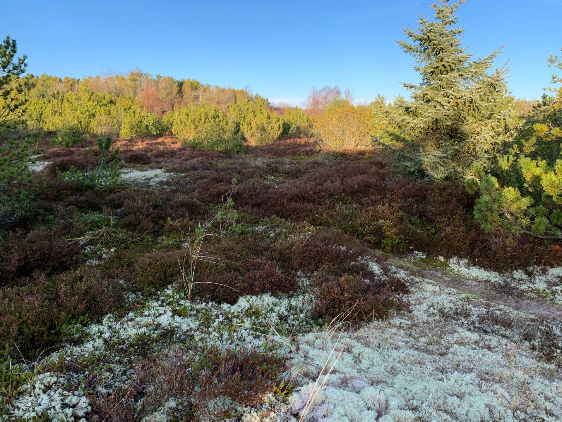 Plants on the outskirts of Råbjerg Mile