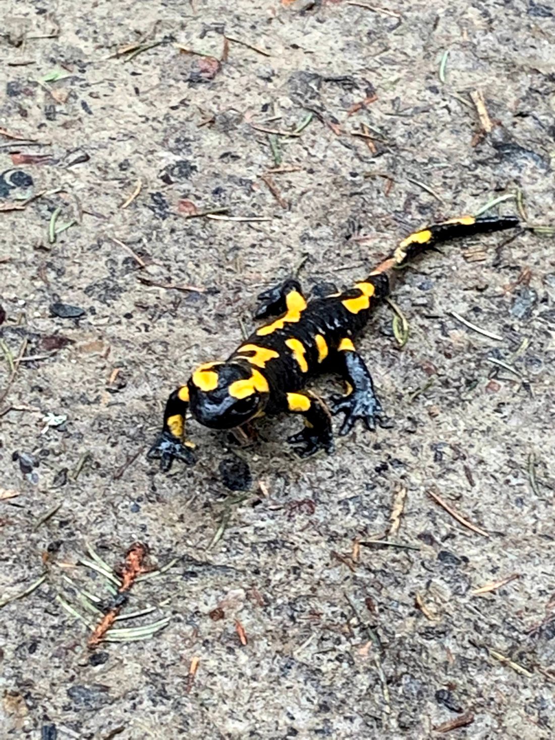 Salamandra Plamista