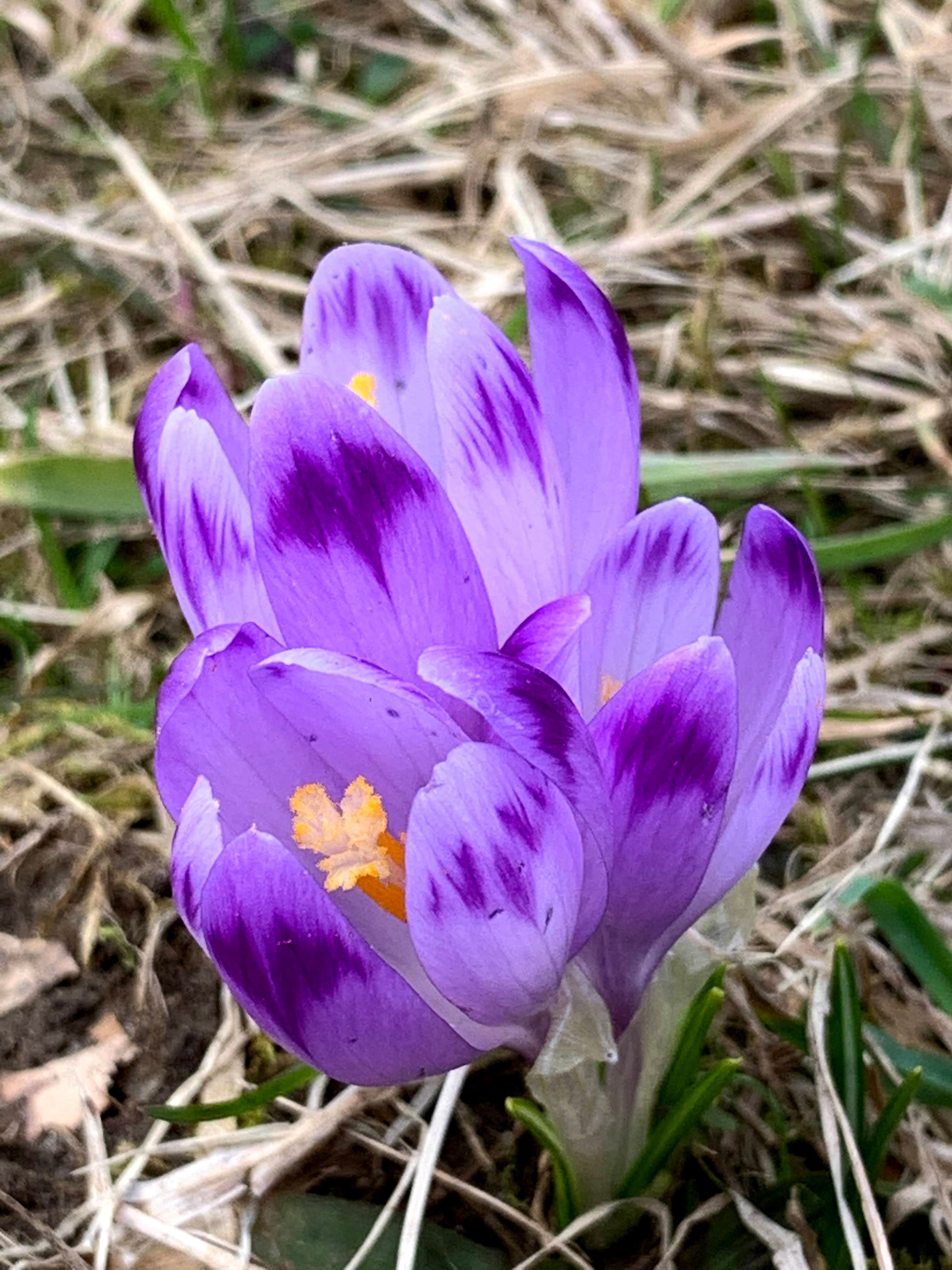 Krokusowe Gorce po COVIDzie. Niby wiosna, a raczki ciągle przydatne!
