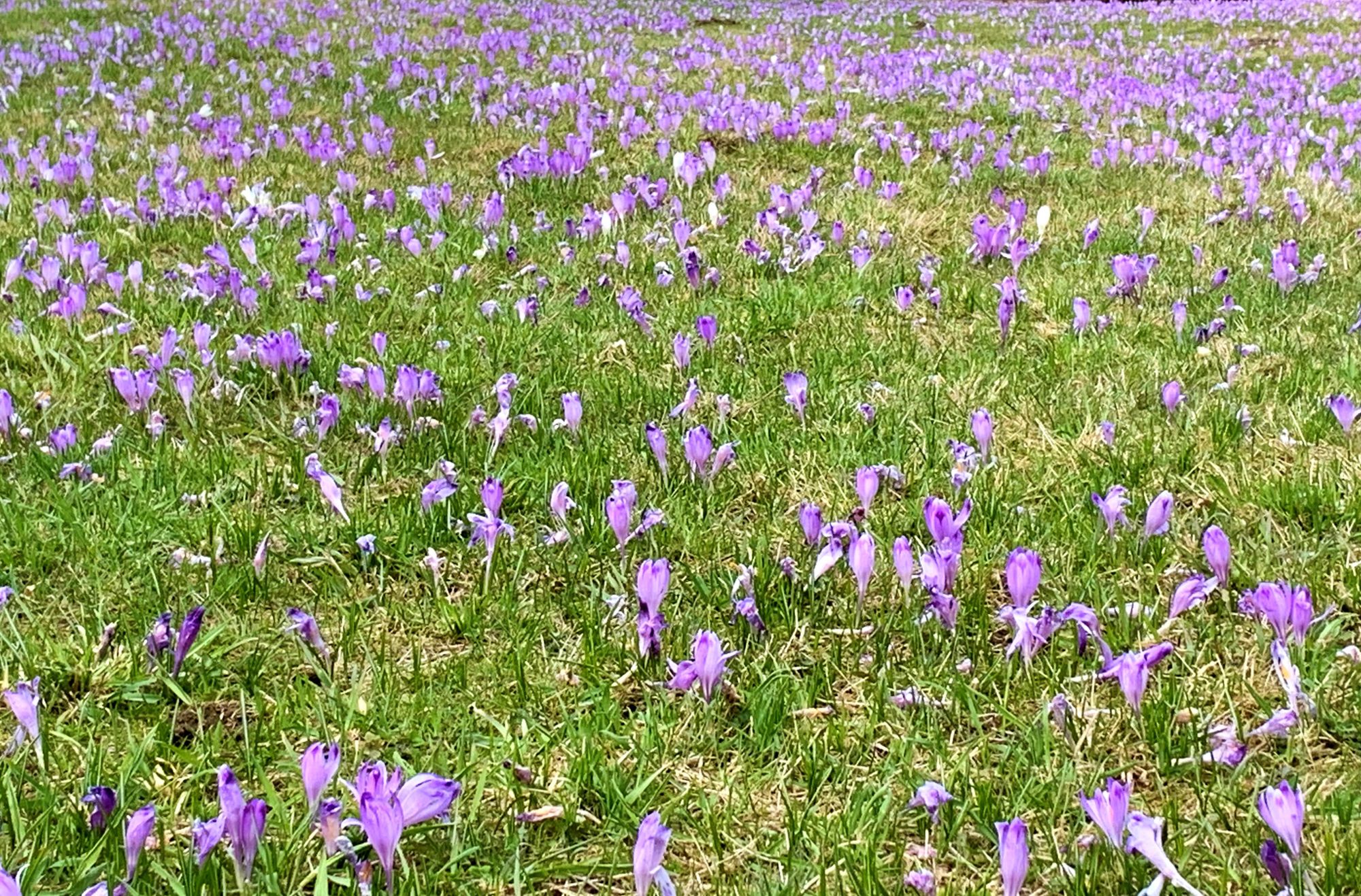 Krokusowa łąka przy zielonym szlaku, niedaleko parkingu Długa Polana