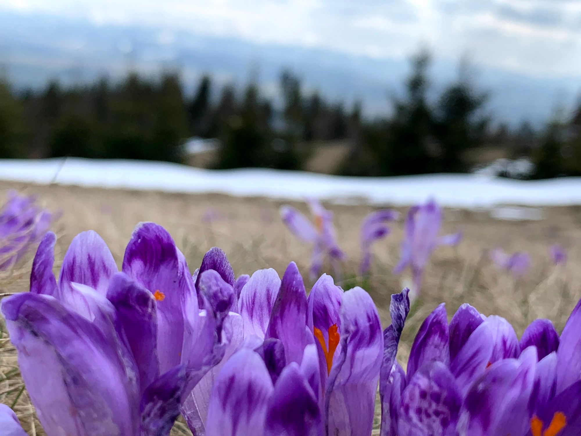 Krokusy na polanie Bukowina. W tle Tatry