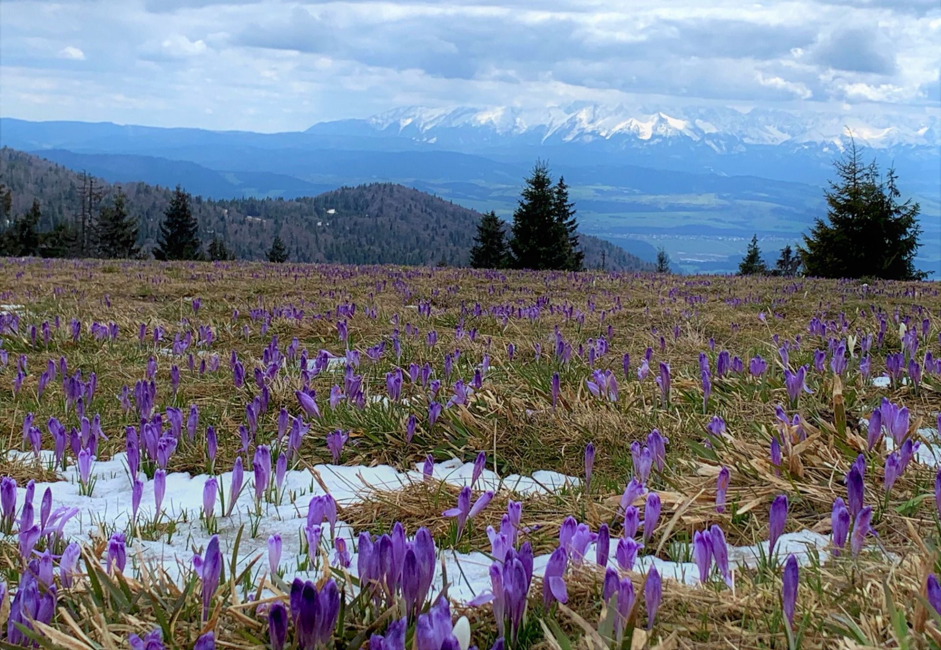 Hala Długa - krokusy z widokiem na Tatry