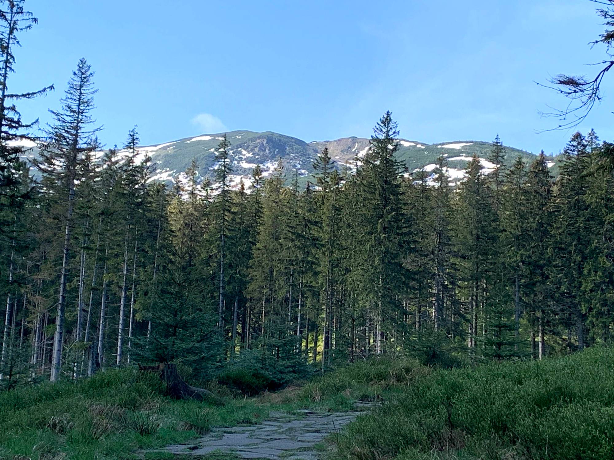 Babia Góra, widok z zielonego szlaku z Zawoi-Markowa
