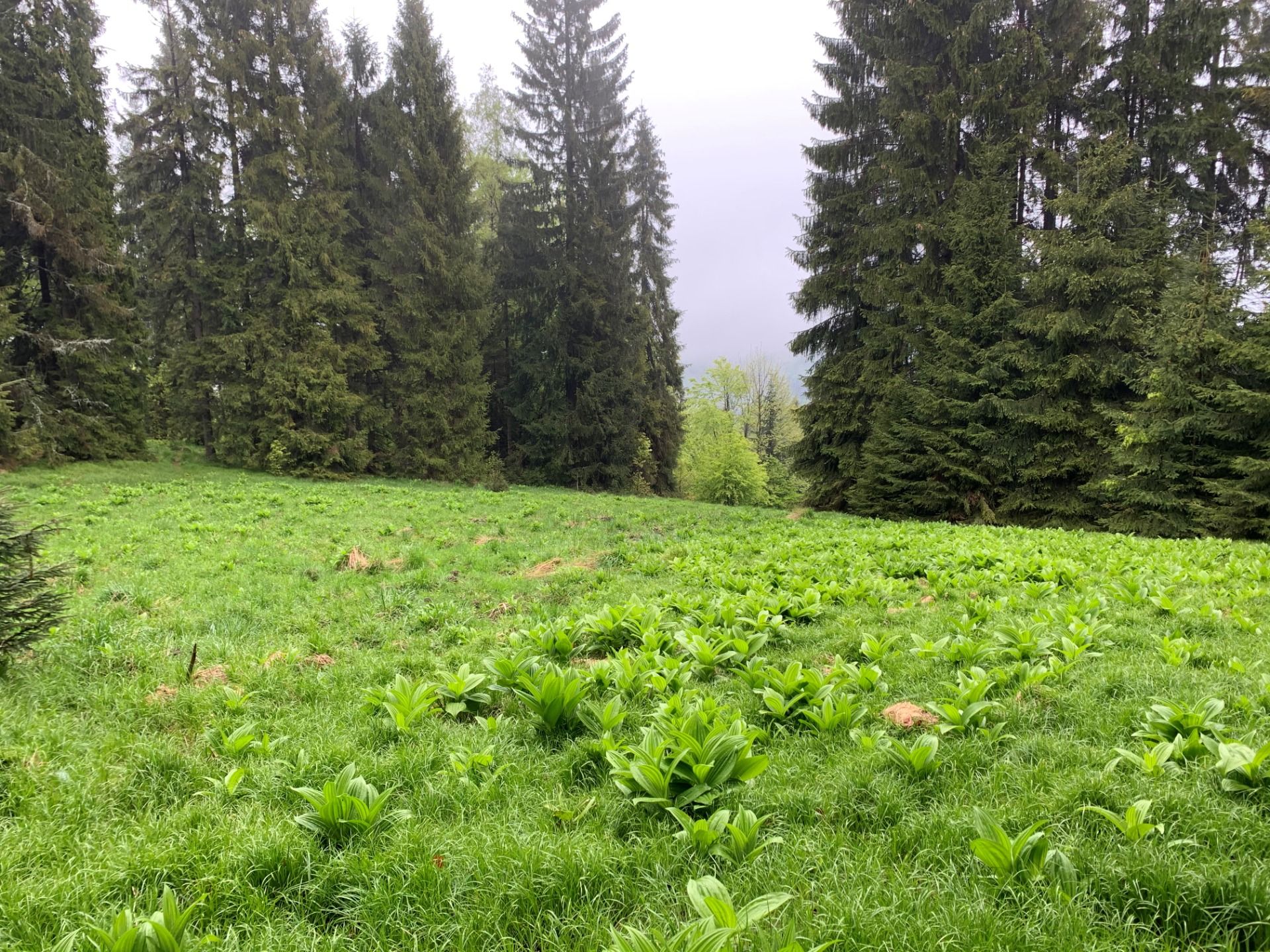 Fifty shades of green: Beskid Mały - Łamana Skała, Chatka pod Potrójną i Leskowiec.