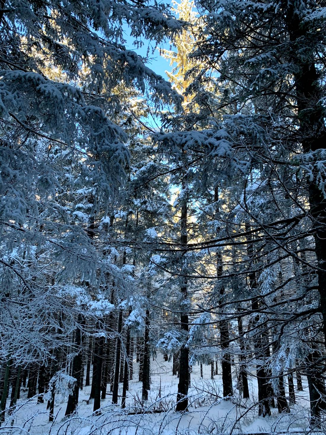 Un bosque en los Tatras