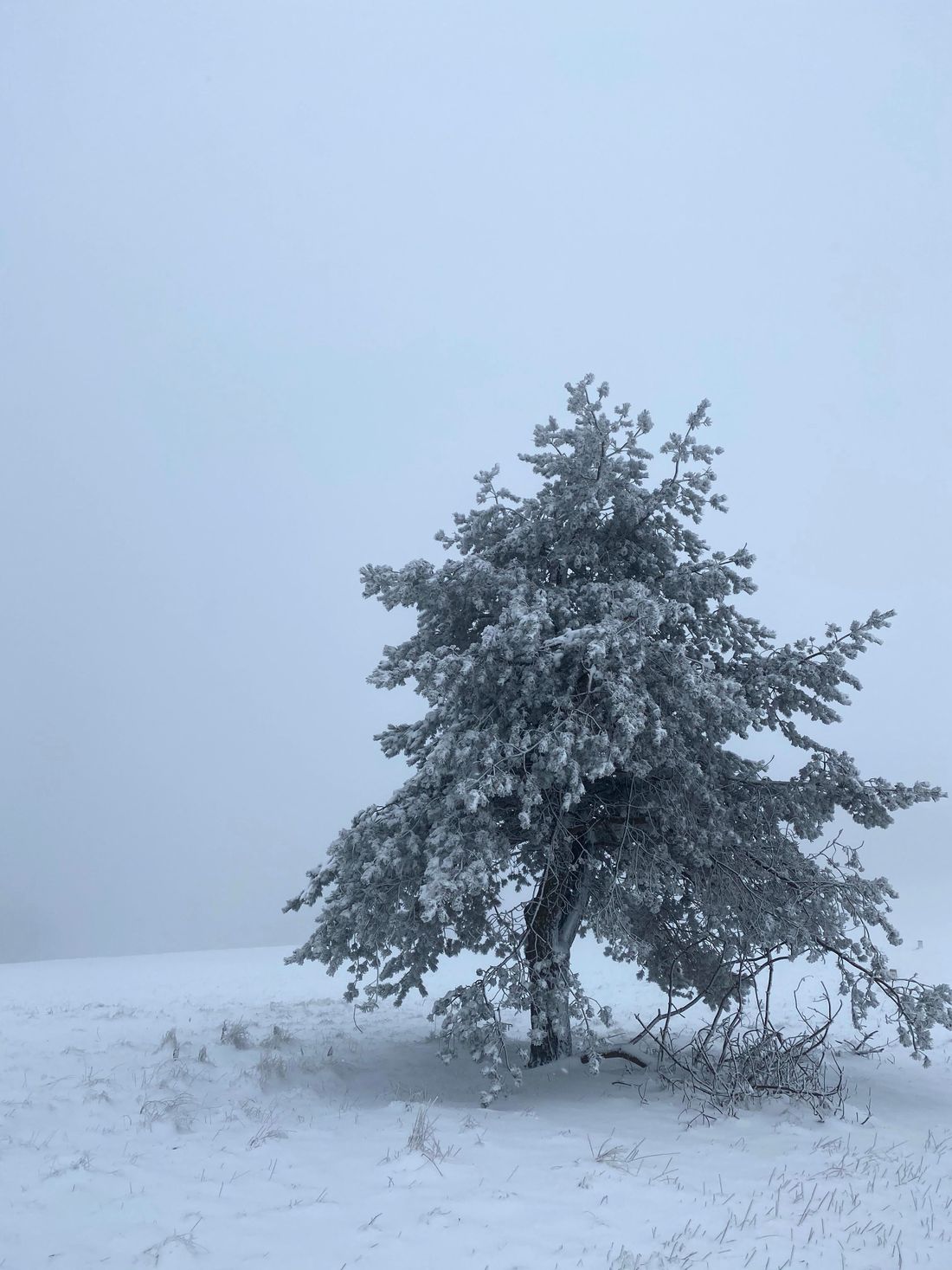 ”El mundo blanco’ - cerca la cima de Wysoka