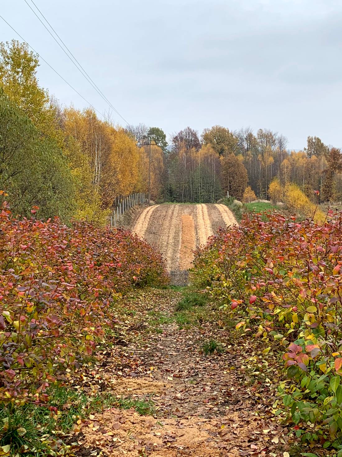 Jesienny pejzaż we wsi Kakonin u podnóża Łysogór