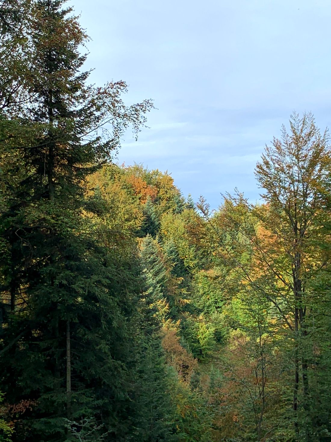 Widok na Tatry z pasma Lubania