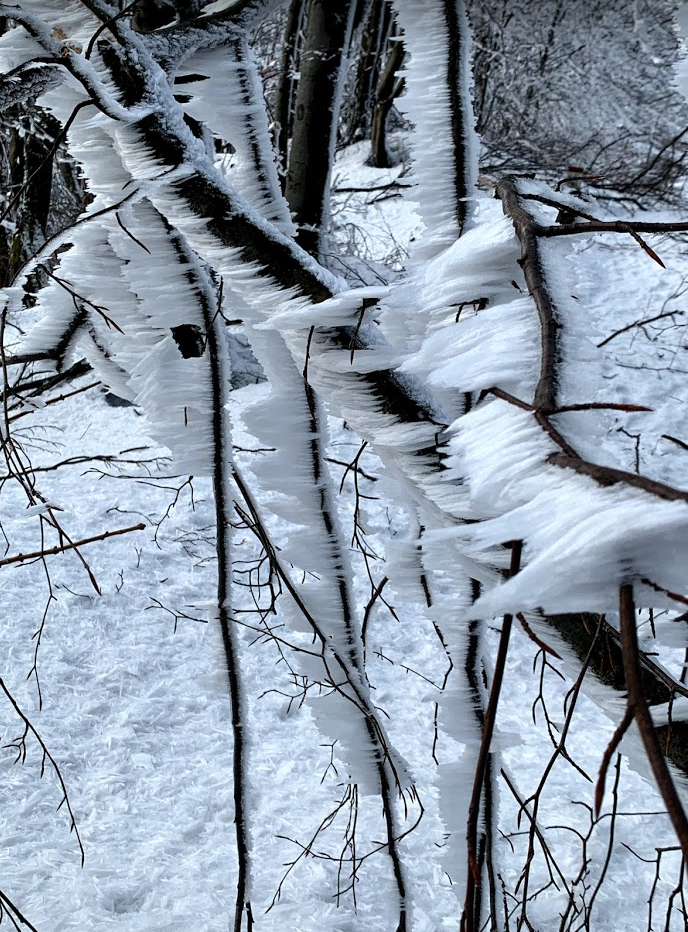 ’Agujas de nieve’ en árboles