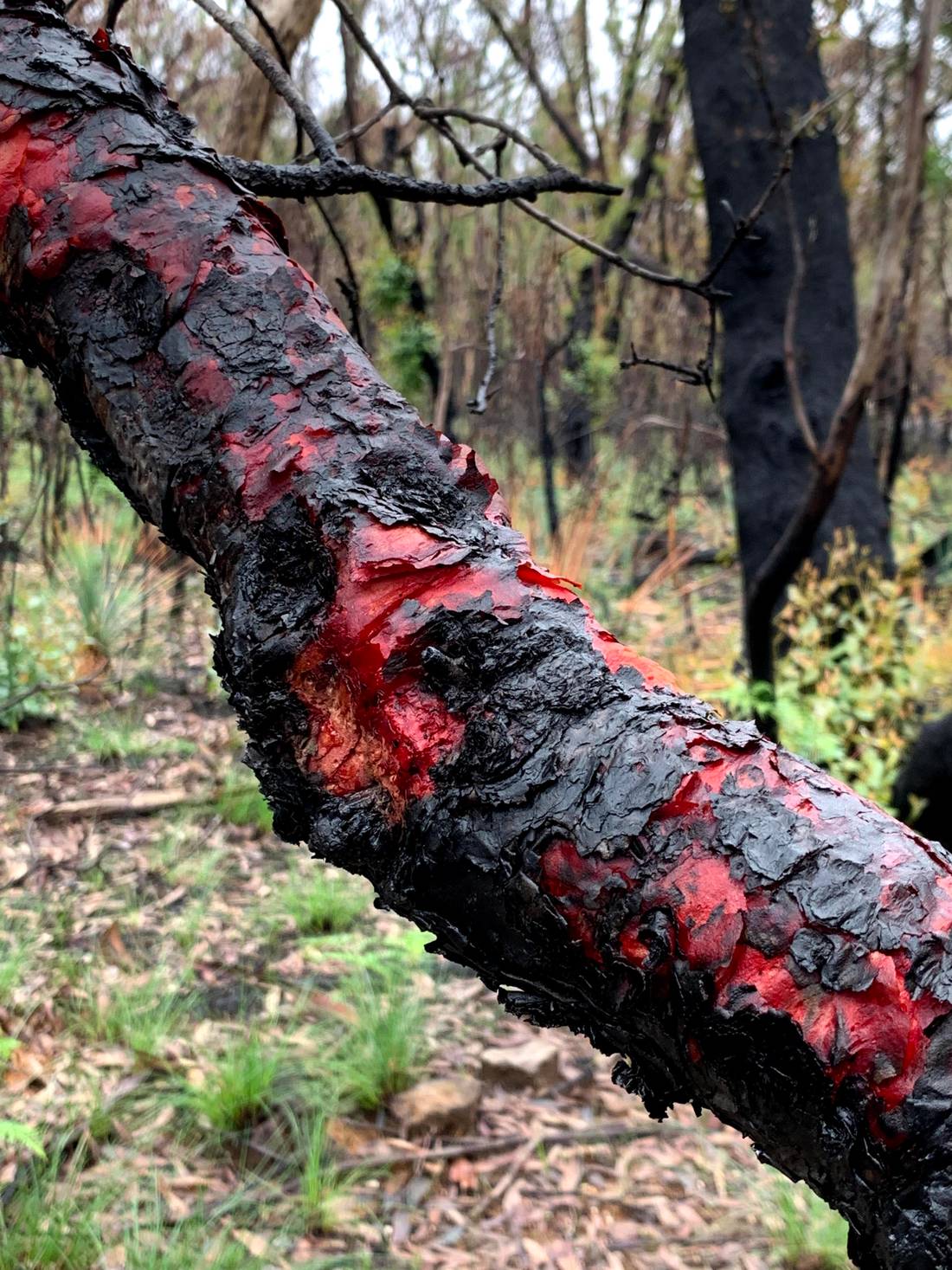 Rodzaj eukaliptusa. Drzewo ’leczy’ swoje blizny po pożarze