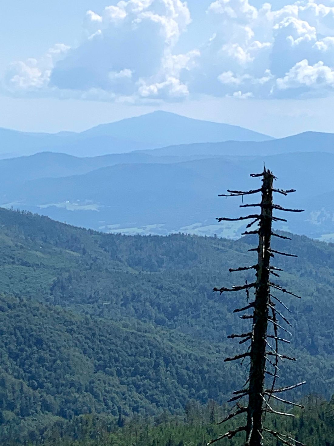 Widok z Hali Radziechowskiej