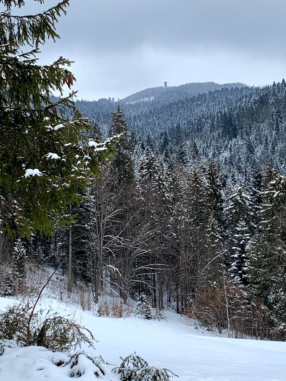 Widok na Lubań (szczyt z wieżą widokową) z szlaku od przełęczy Snozka