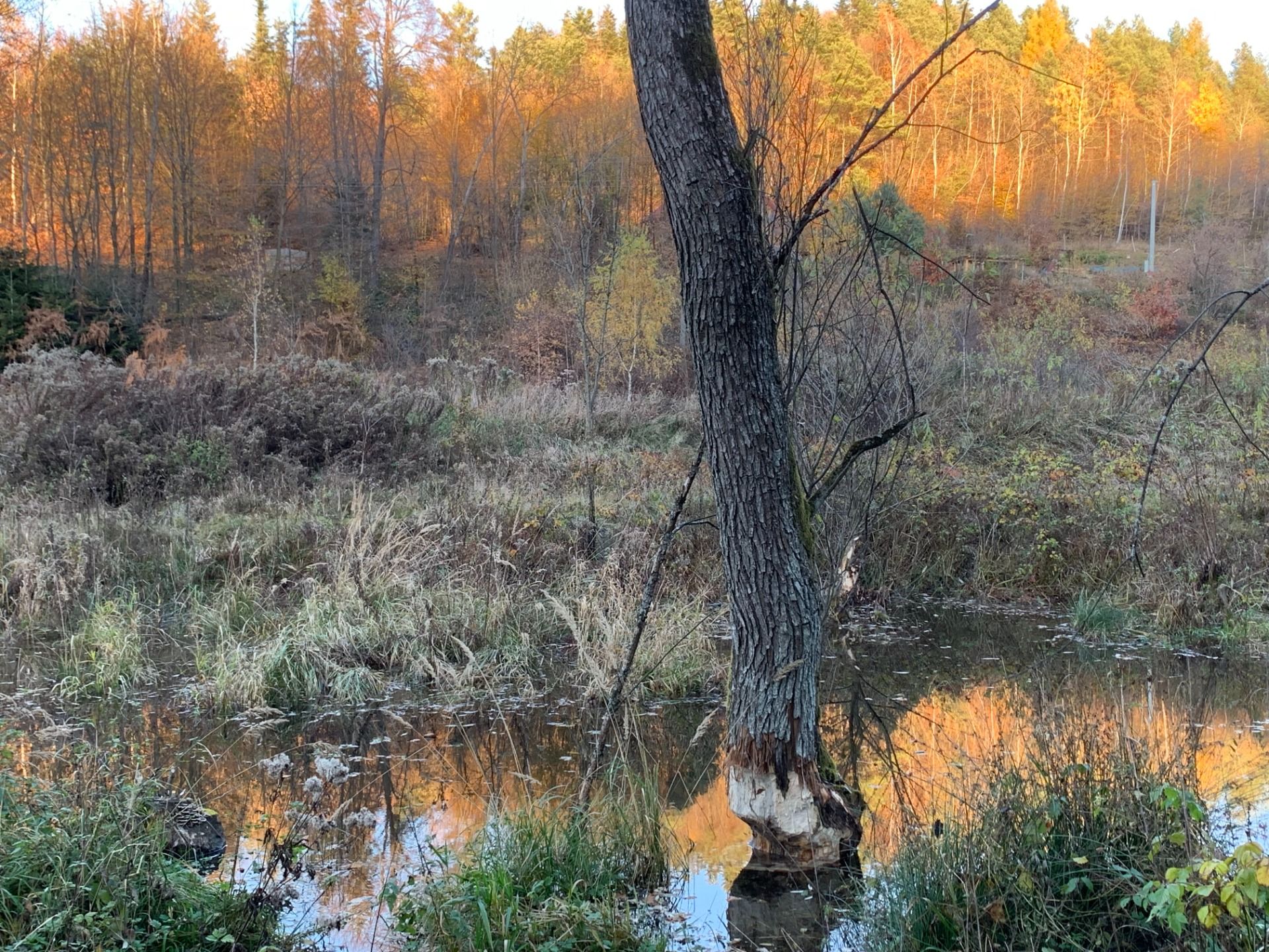 Tu budują bobry