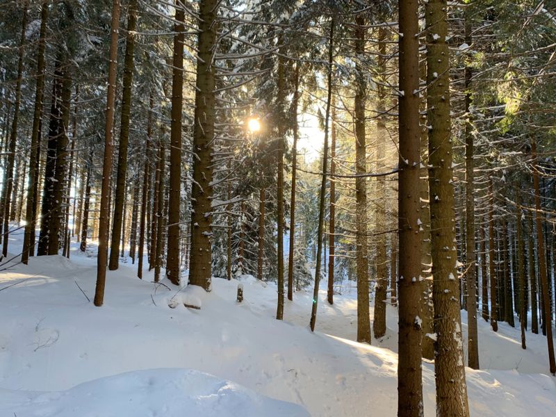 Dwie Zimy pod Lipowską, czyli czego można nauczyć się od wilków. Two Faces of Winter [POL / ENG]