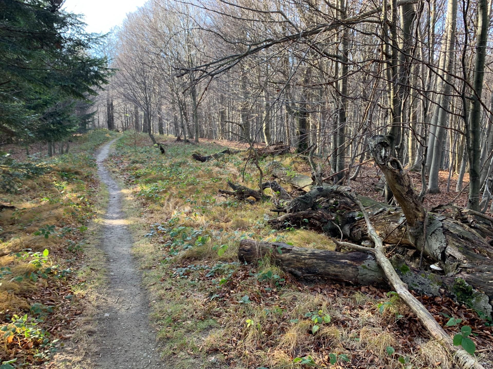 Magurski Park Narodowy