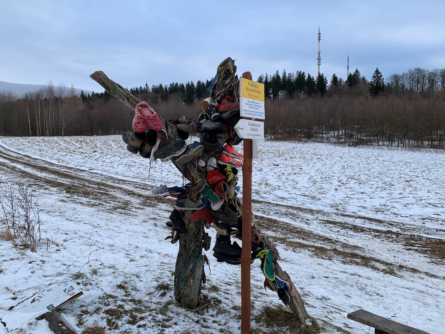 ”Drzewo Sandałowe” na Przełęczy Komarnickiej. W tle Baraniec