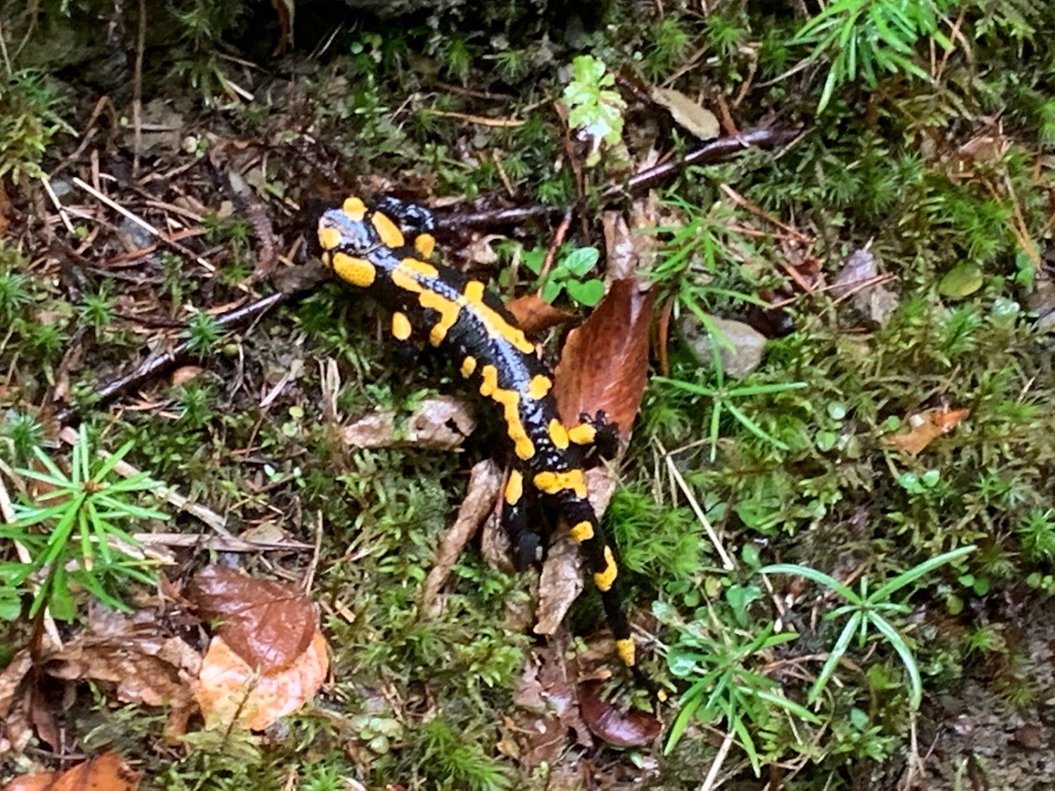 Salamandra plamista