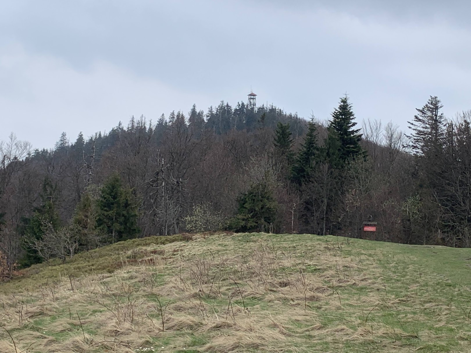 Kopuła szczytowa Mogielicy, zdjęcie z granicy Rezerwatu Przyrody od strony przełęczy Rydza-Śmigłego.