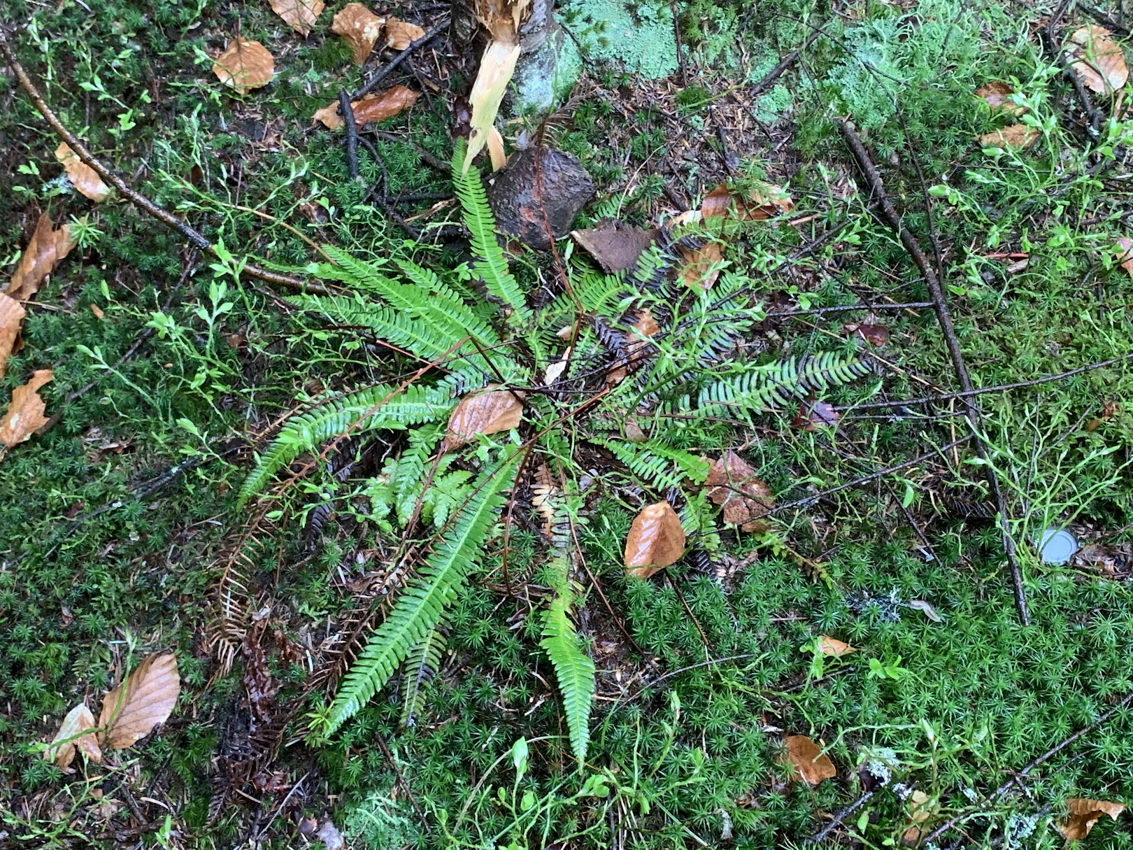 Podrzeń żebrowiec (pod częściową ochroną)