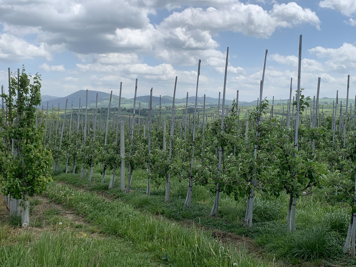 Sad jabłoniowy przy szlaku z Cietnia do Szczyrzyca