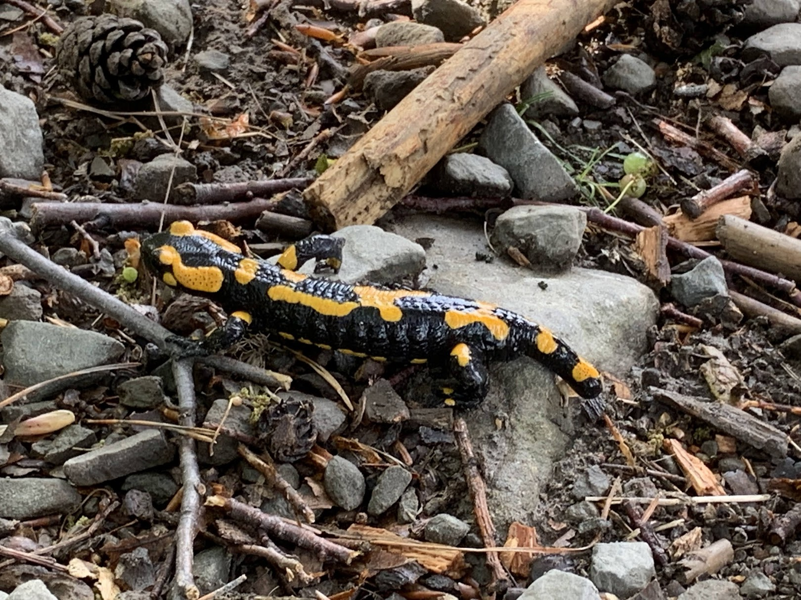 Salamandra plamista