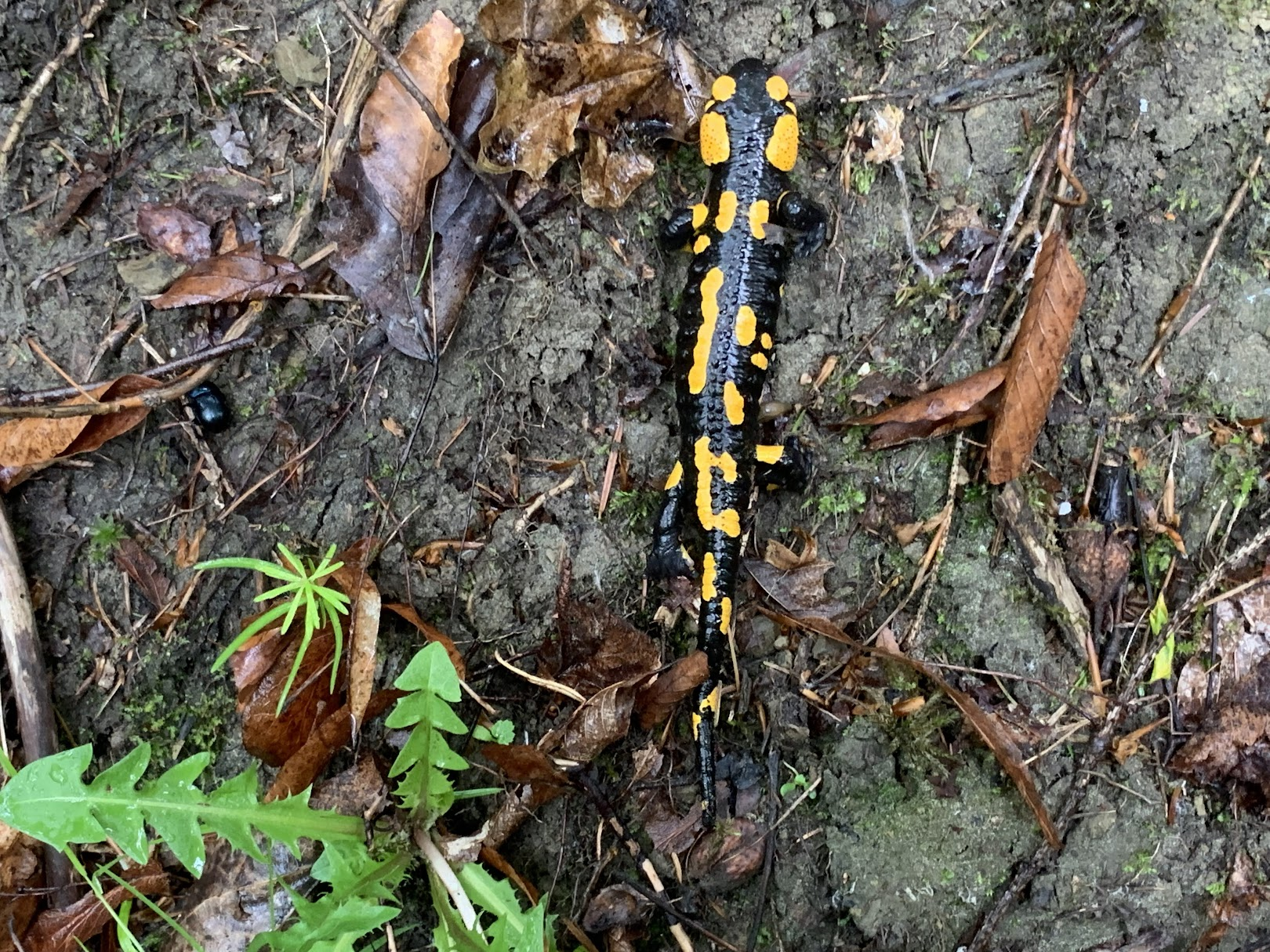 Salamandra plamista na szlaku Zawoja Wełcza - Jałowiec