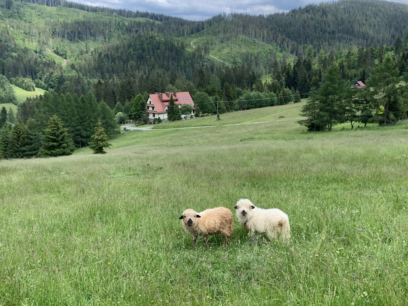 Owieczki w okolicach Mładej Hory
