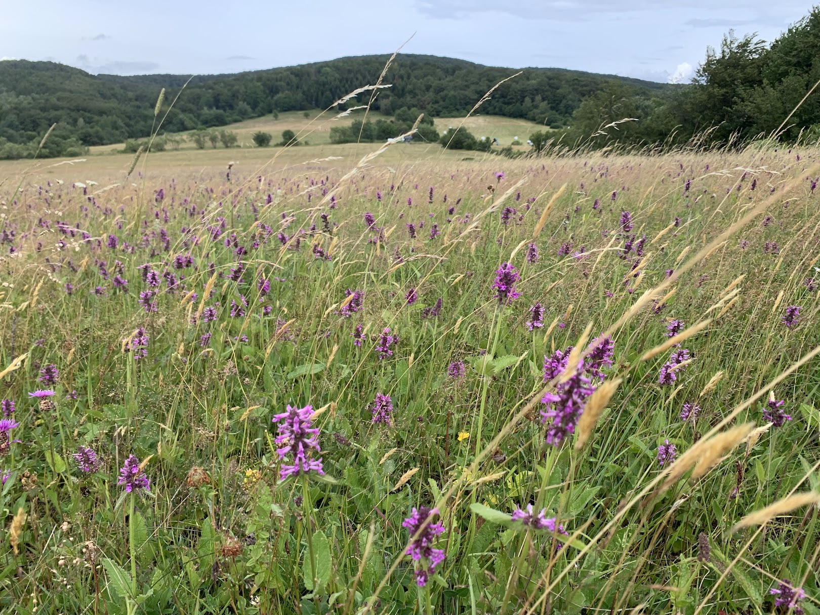 Łąka na przełęczy Beskid nad Czeremchą