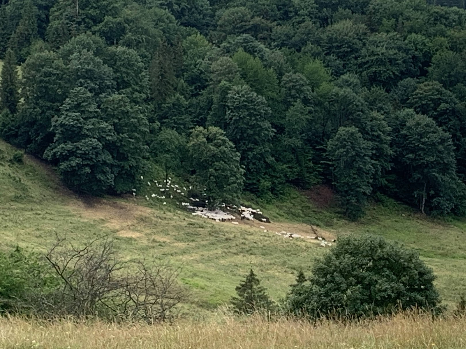 Owce na wypasie nad Jaworkami