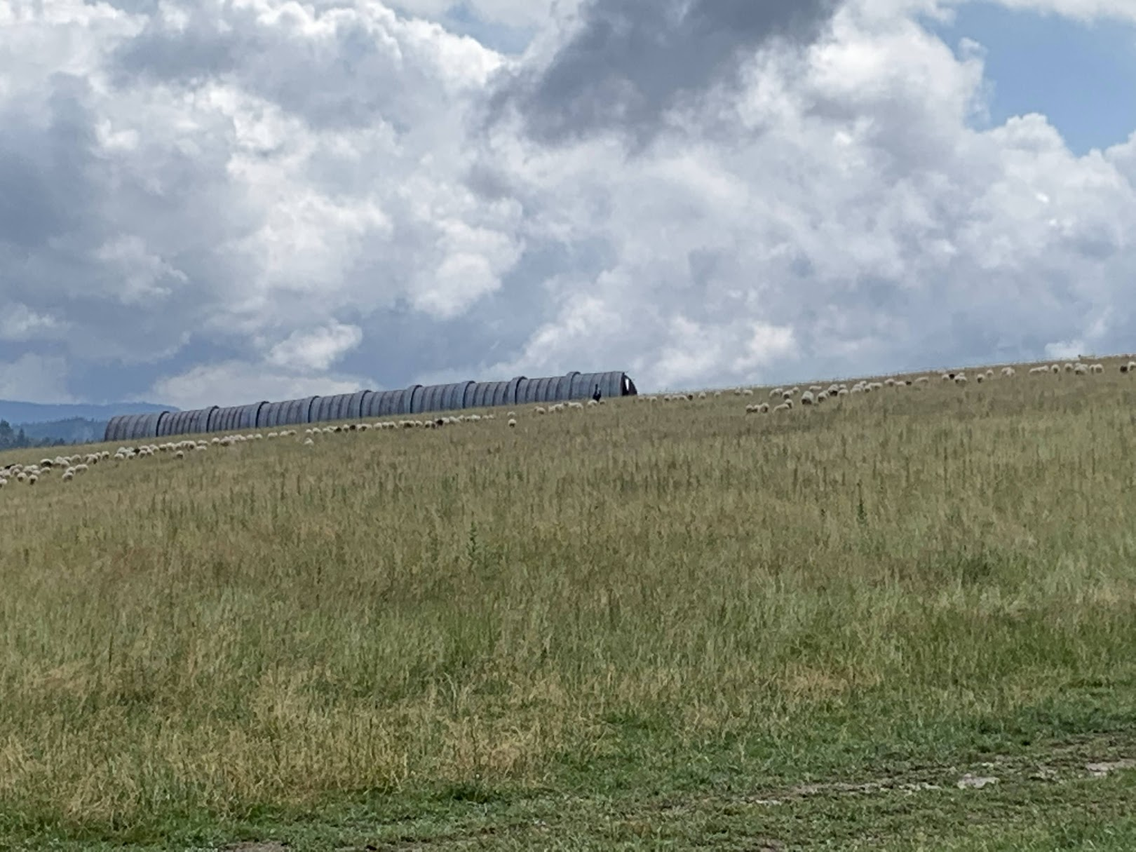 Owce na wypasie (nad przeł. Rozdziela)