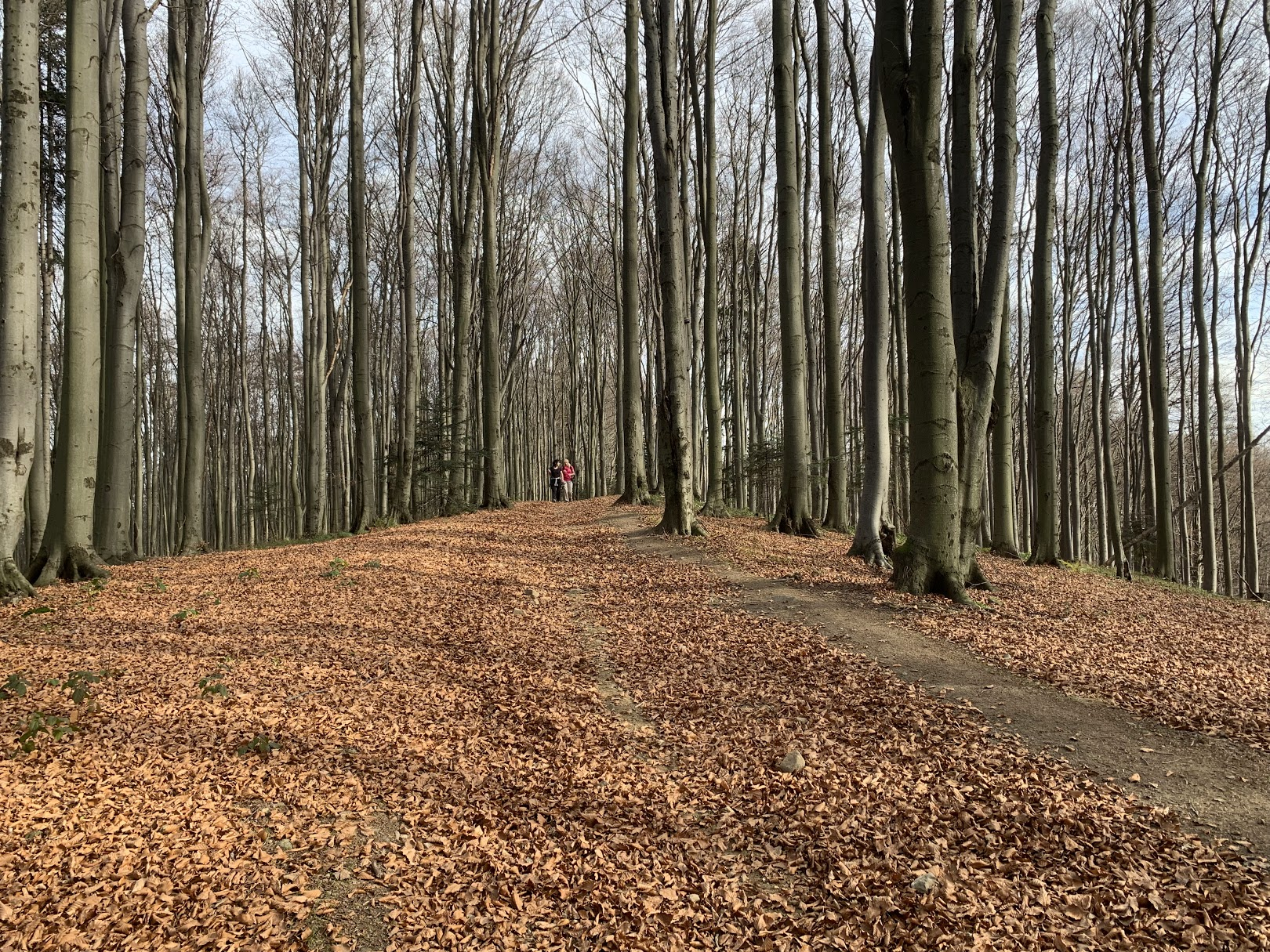 Las bukowy pomiędzy Jaworzem a Sałaszem.