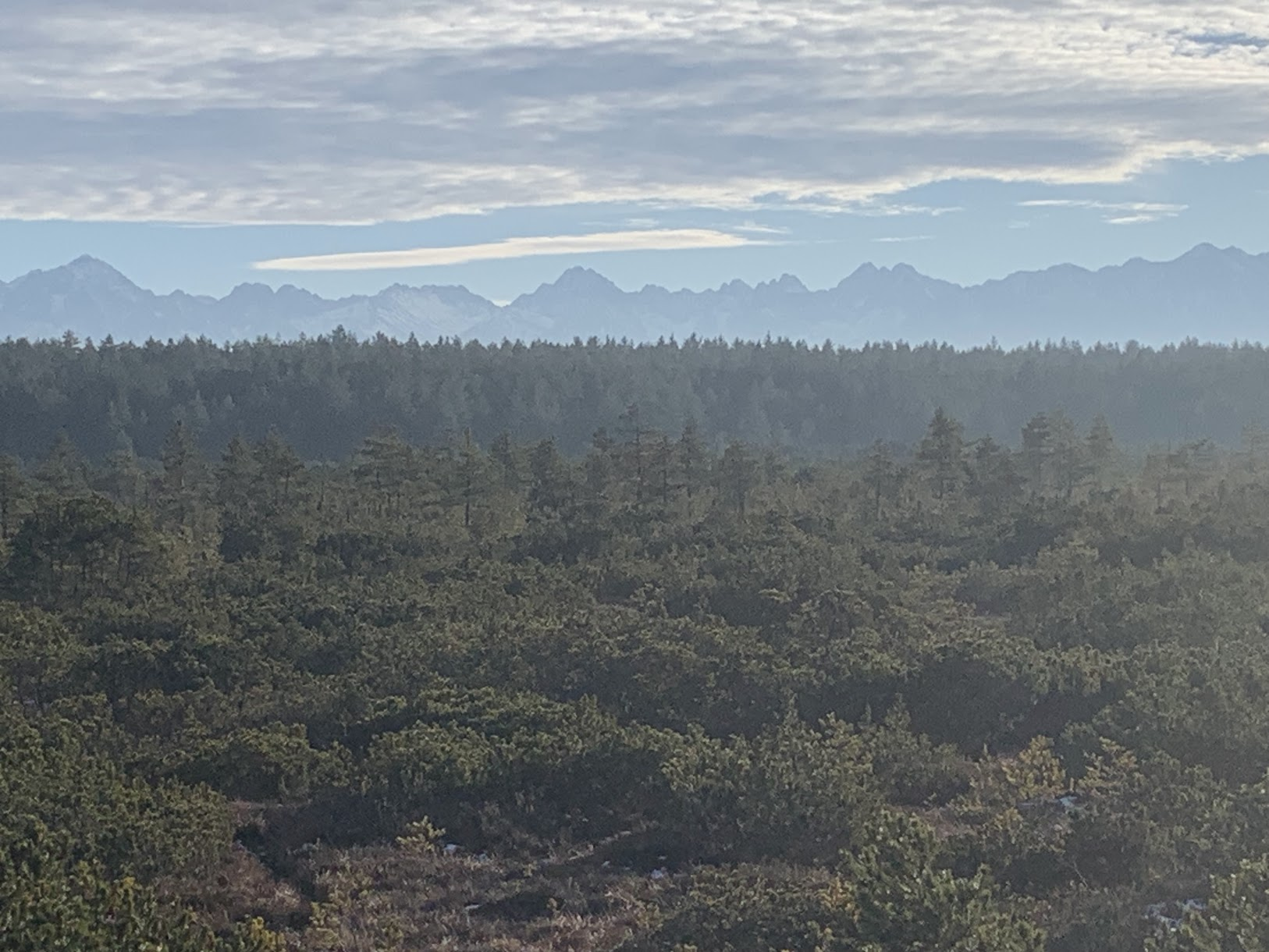 Torfowisko ”Bór na Czerwonem”. W tle - Tatry