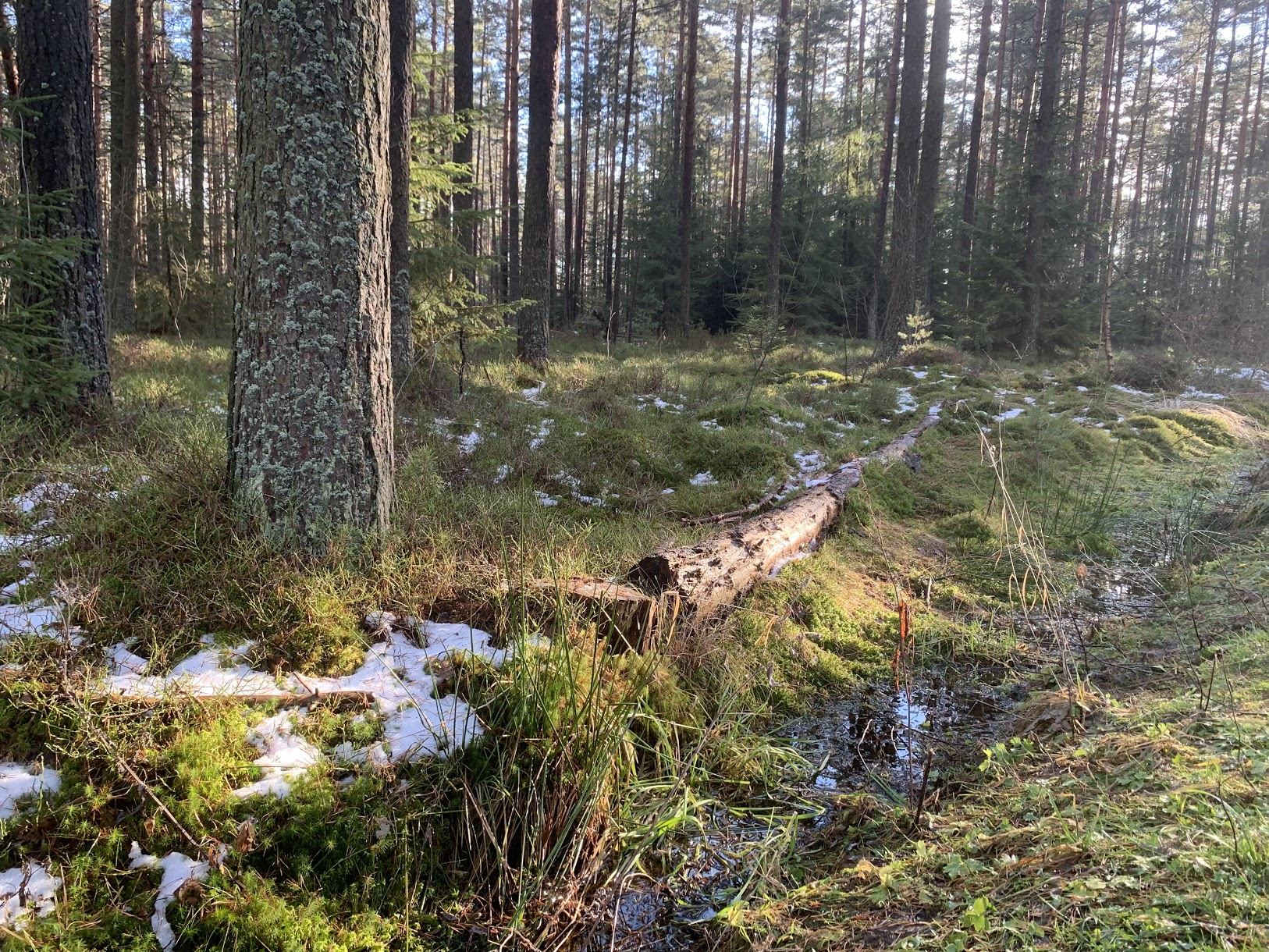 Torfowisko ”Bór na Czerwonem”