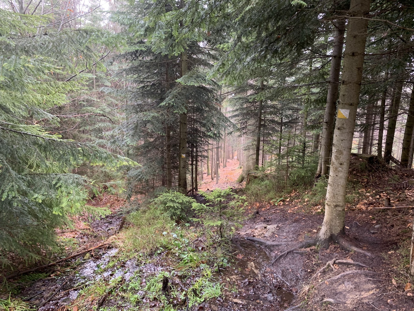 Footpath to the source of river Olza