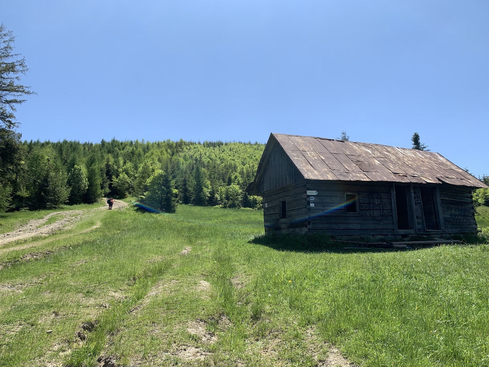 Nad Halą Boraczą, ścieżka po lewej doprowadza do Redykalnego Wierchu