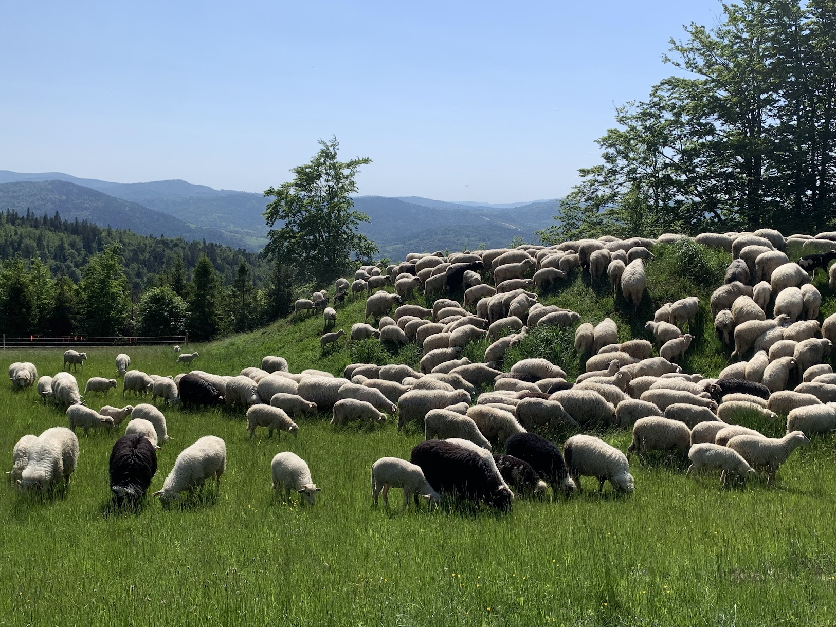 Owce na wypasie - hala nad Żabnicą