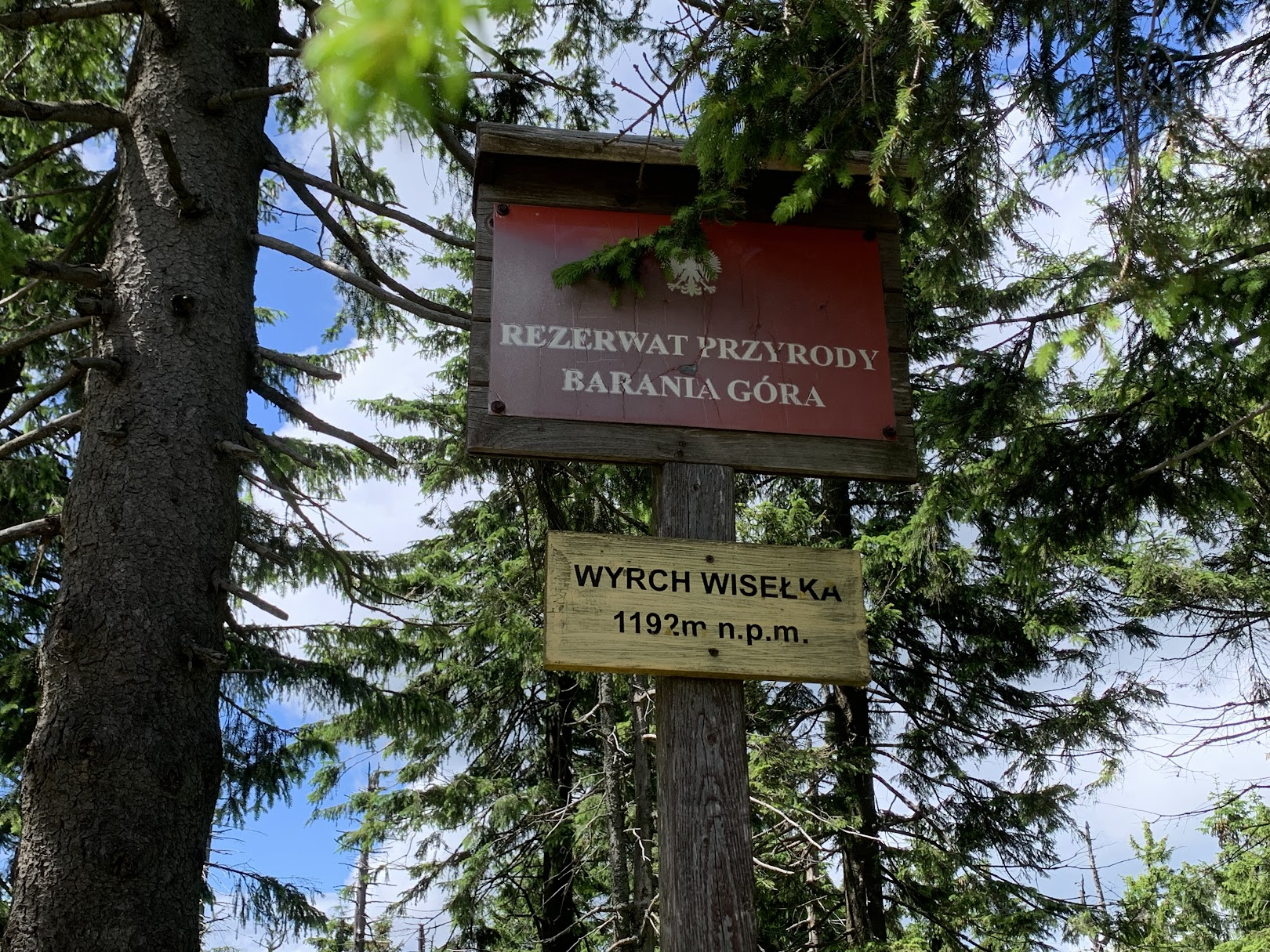 Wyrch Wisełka, 1192m n.p.m.