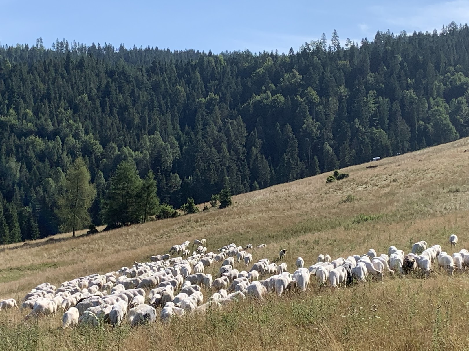 Owce na Jaworkami