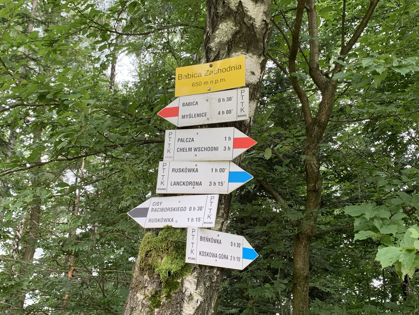 Babica Zachodnia 650m. n.p.m. - miejsce gdzie niebieski szlak Brzeźnica - Kacwin spotyka Mały Szlak Beskidzki.
