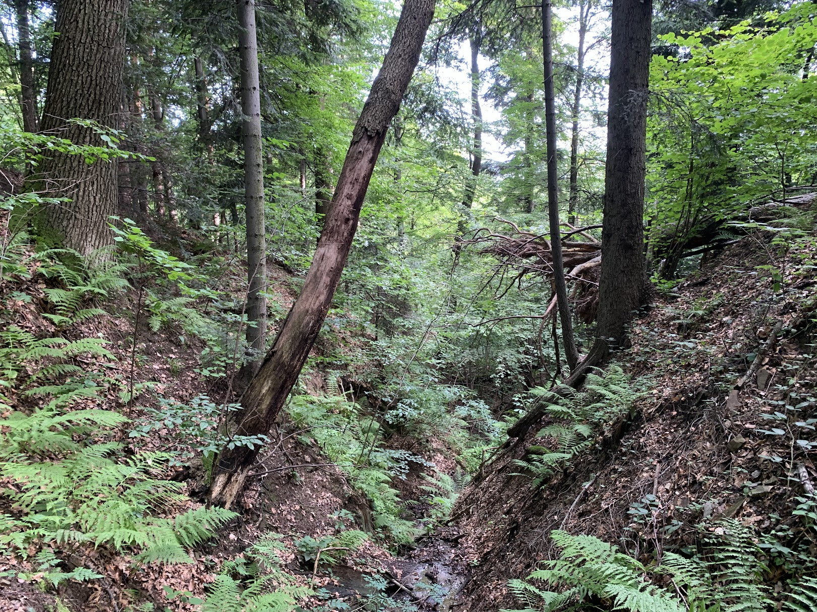 Wchodząc na Lanckorońską Górę