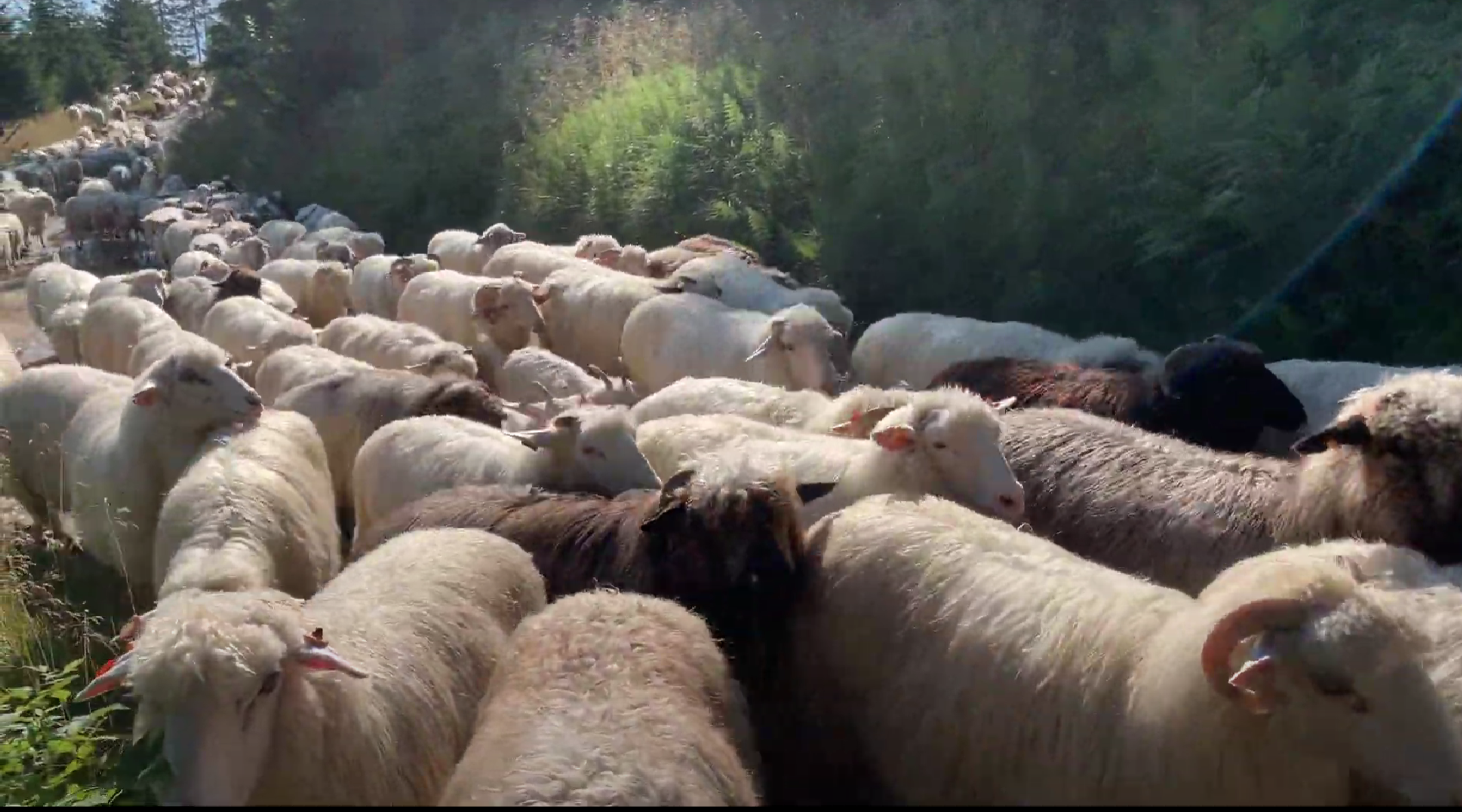 Owce na wypasie w Gorcach